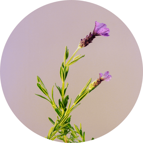 LAVENDER OIL