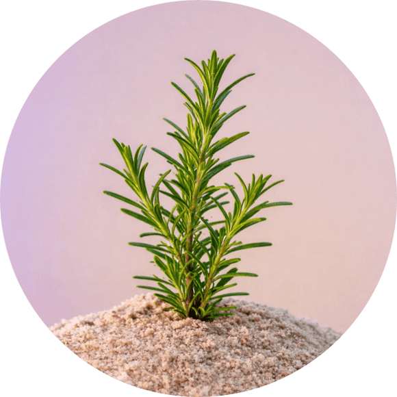 ROSEMARY OIL