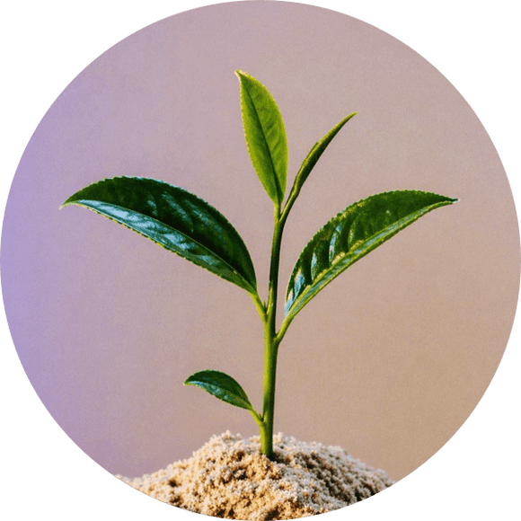 TEA TREE OIL